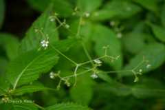 Stellaria monosperma